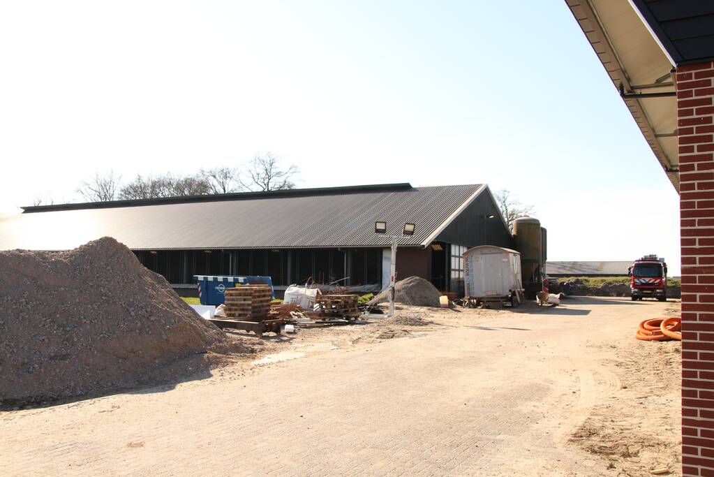 Koe door vloer van koeienstal gezakt