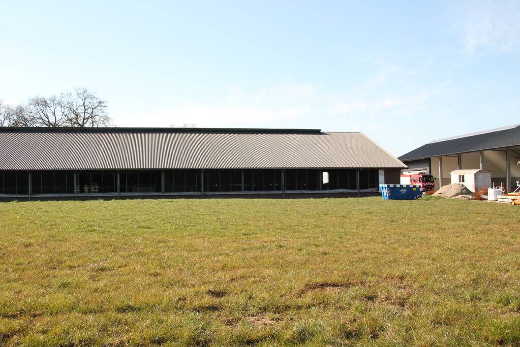 Koe door vloer van koeienstal gezakt