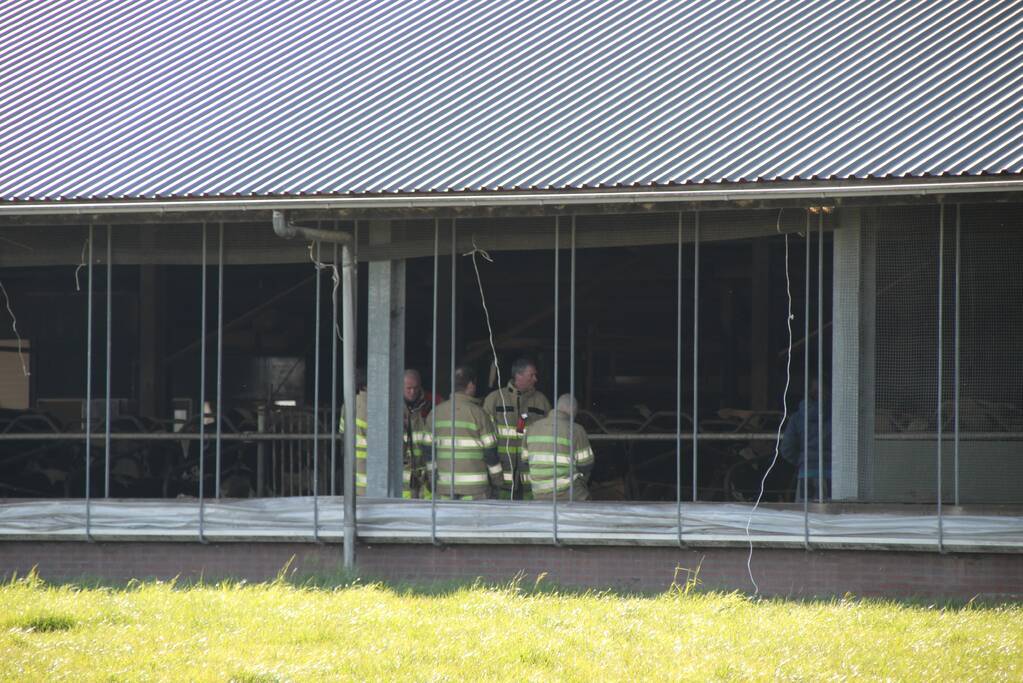 Koe door vloer van koeienstal gezakt