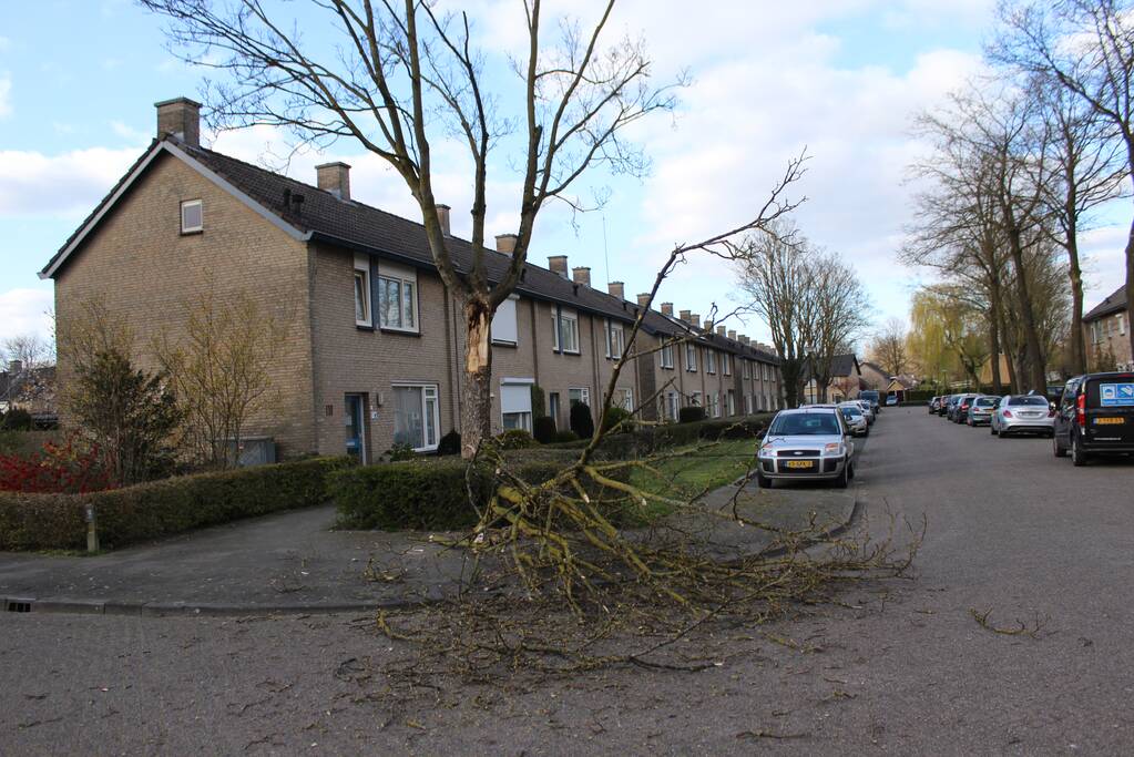 Grote tak breekt af door harde wind