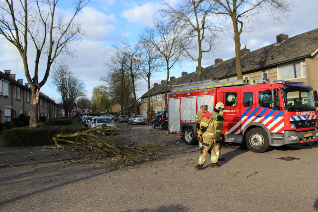 Grote tak breekt af door harde wind