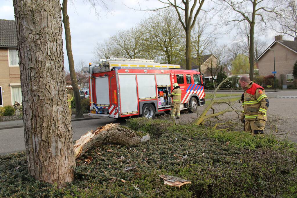 Grote tak breekt af door harde wind