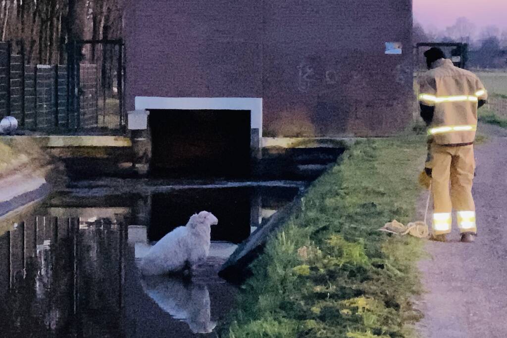 Schaap te water geraakt bij gemaal