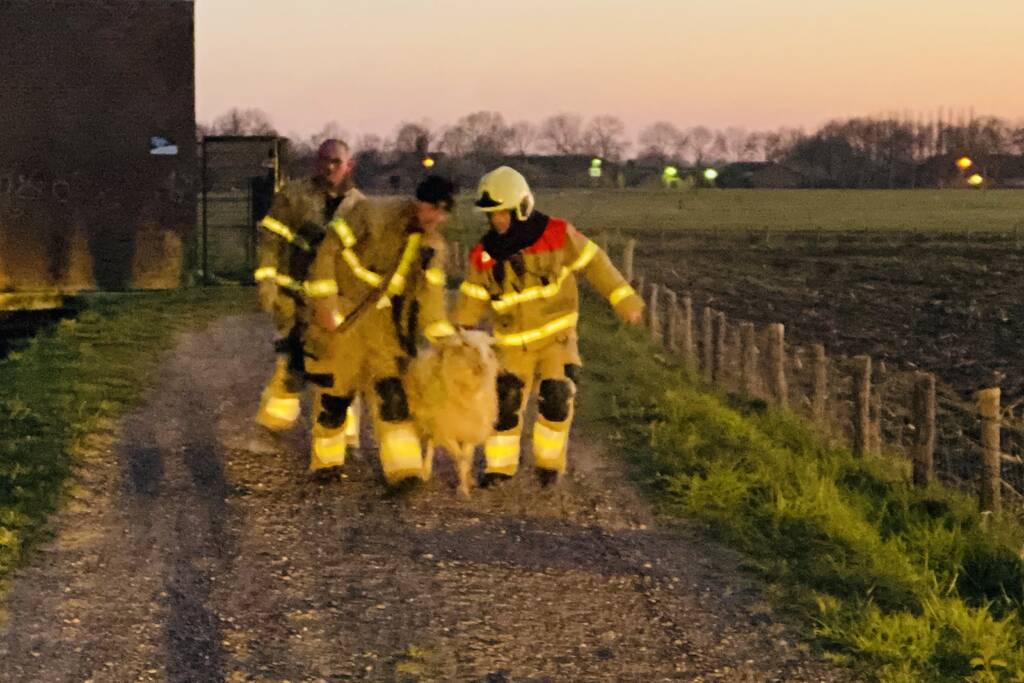 Schaap te water geraakt bij gemaal