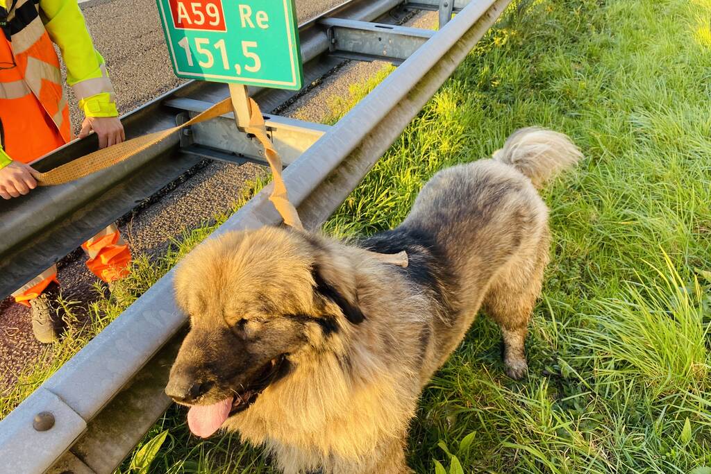 Hond loopt snelweg op
