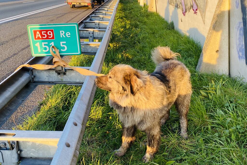 Hond loopt snelweg op