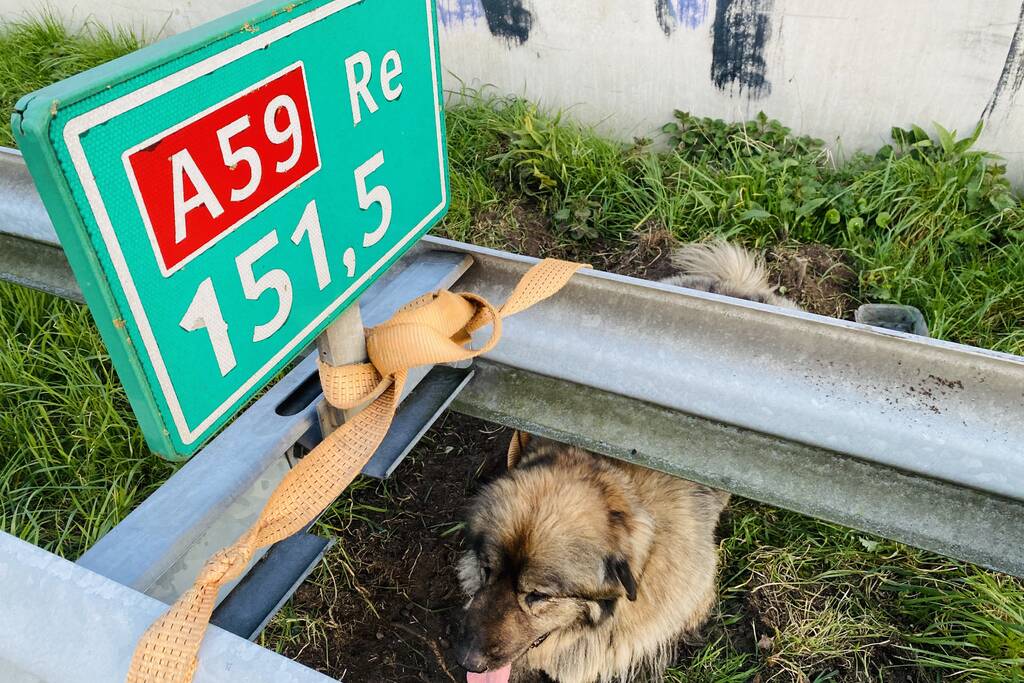 Hond loopt snelweg op