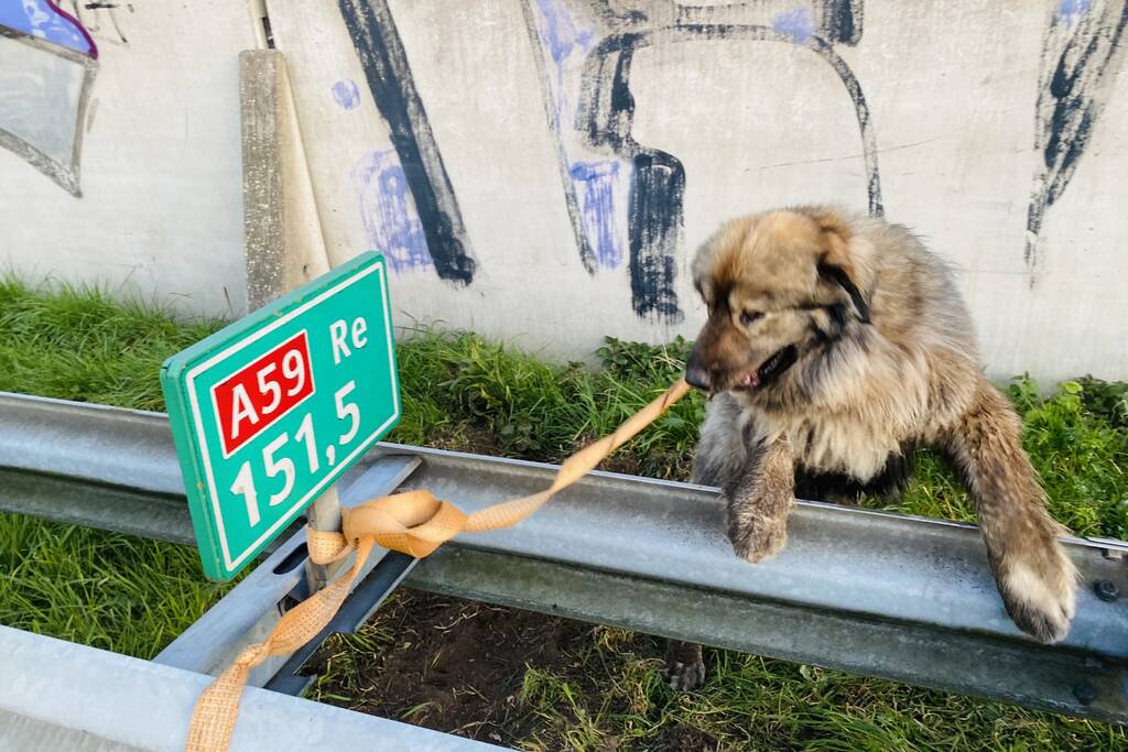 Hond loopt snelweg op