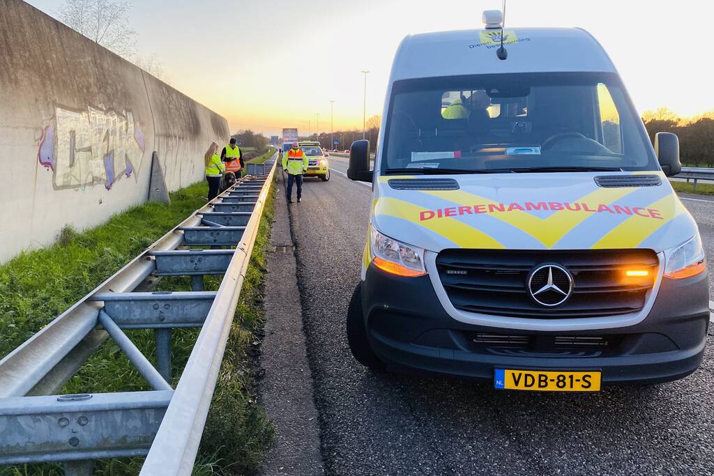 Hond loopt snelweg op