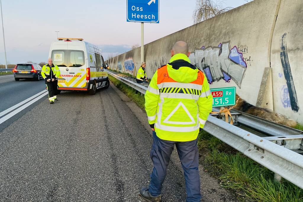 Hond loopt snelweg op