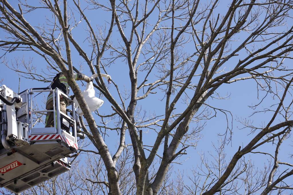 Voorbijgangers vinden dode zwaan in boom