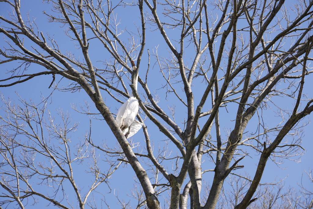 Voorbijgangers vinden dode zwaan in boom