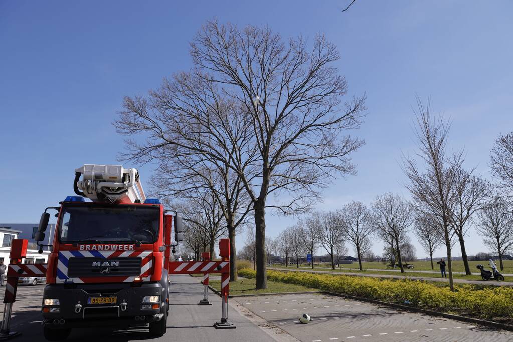 Voorbijgangers vinden dode zwaan in boom