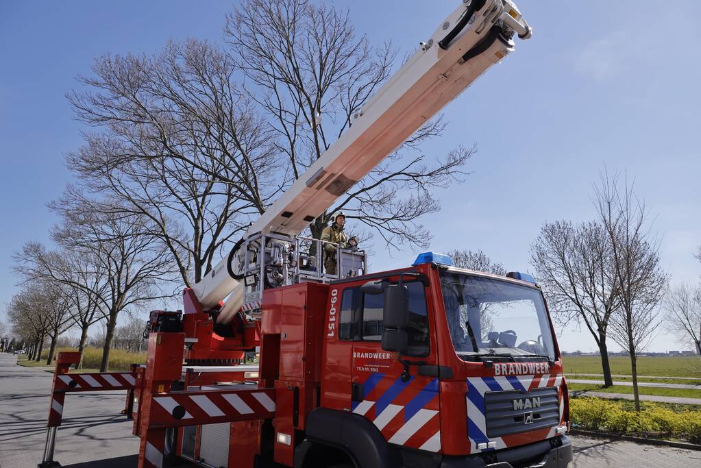 Voorbijgangers vinden dode zwaan in boom