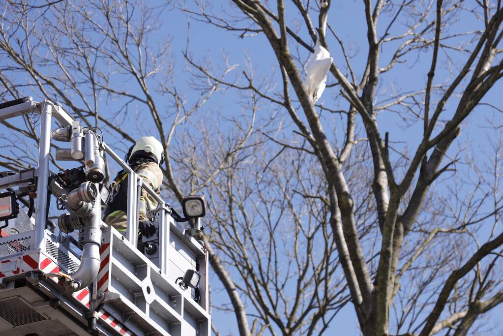 Voorbijgangers vinden dode zwaan in boom