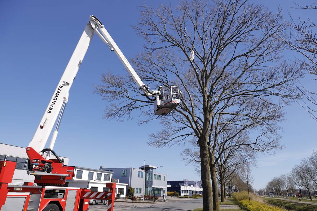 Voorbijgangers vinden dode zwaan in boom