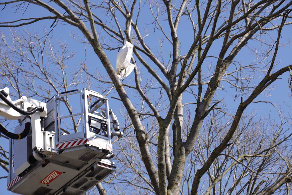 Voorbijgangers vinden dode zwaan in boom