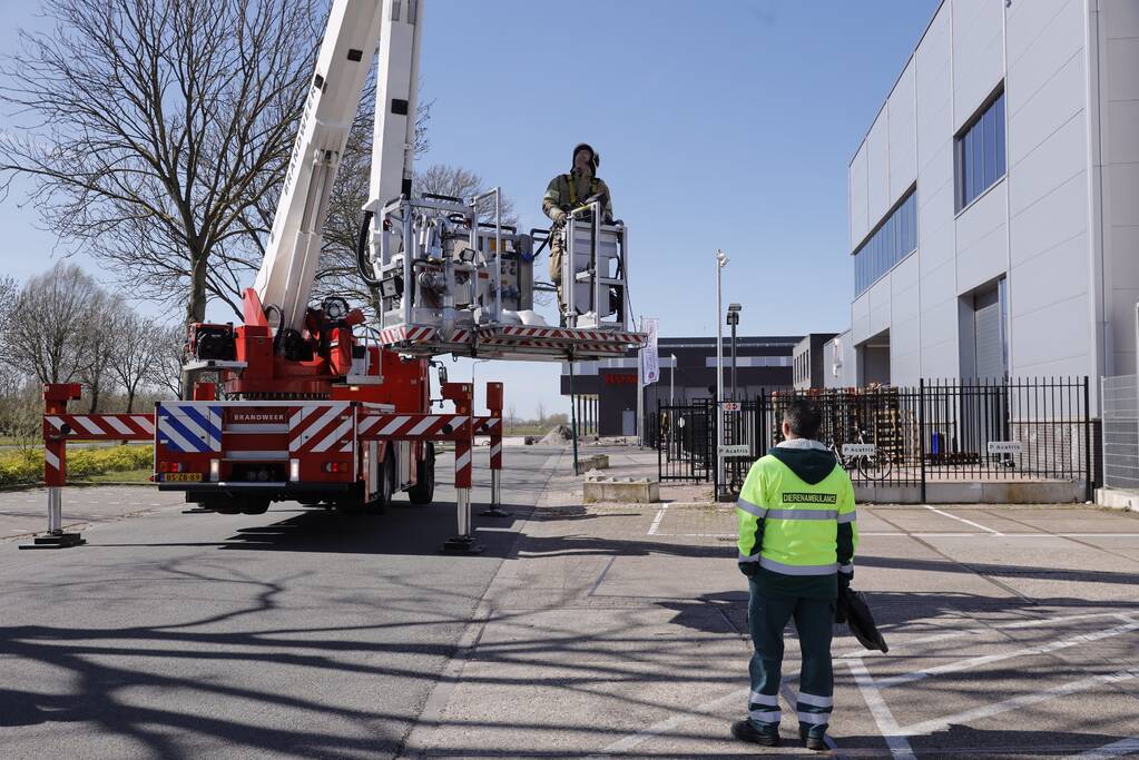 Voorbijgangers vinden dode zwaan in boom