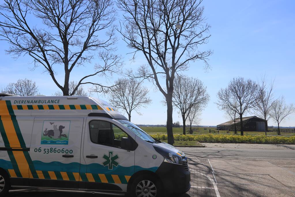 Voorbijgangers vinden dode zwaan in boom