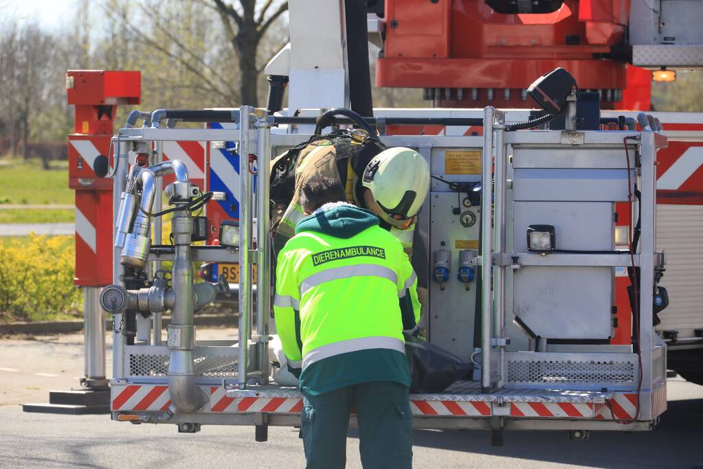Voorbijgangers vinden dode zwaan in boom