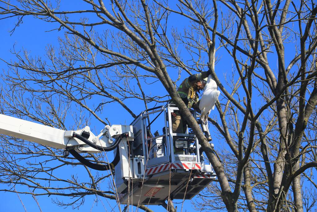 Voorbijgangers vinden dode zwaan in boom