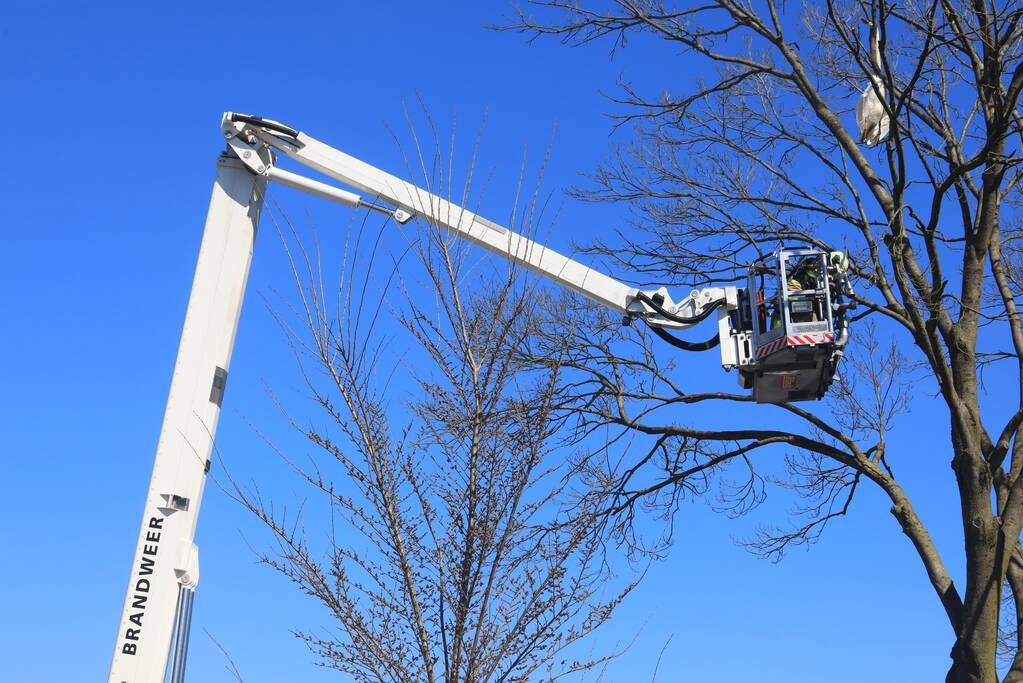 Voorbijgangers vinden dode zwaan in boom