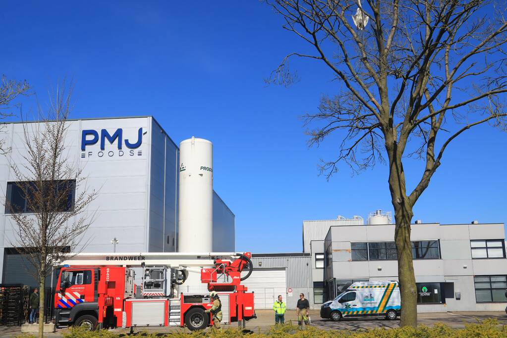 Voorbijgangers vinden dode zwaan in boom