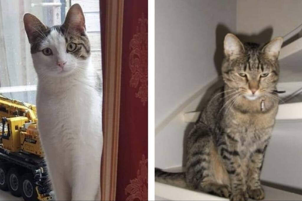 Dierenhater actief in Flevoland?