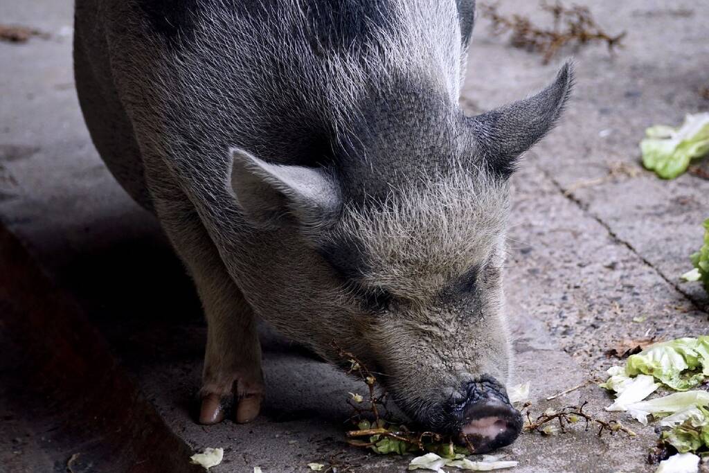 Hangbuikzwijn beschoten met pijlen