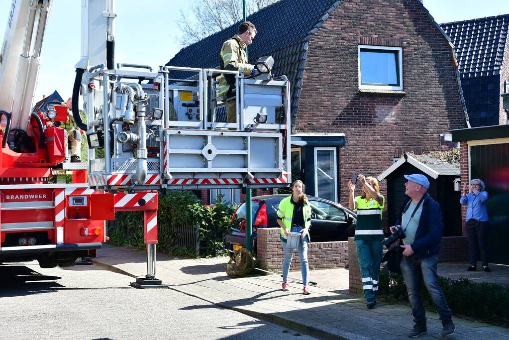 Spreeuw vast onder dakpannen