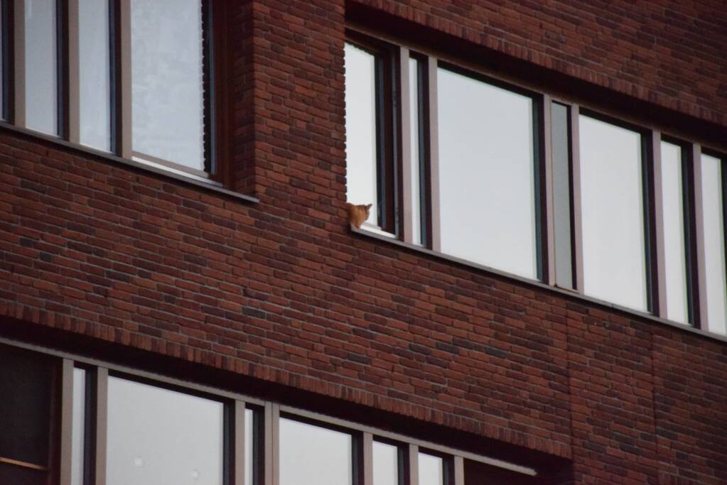 Kat ligt te chillen en loopt naar binnen bij aankomst van de brandweer