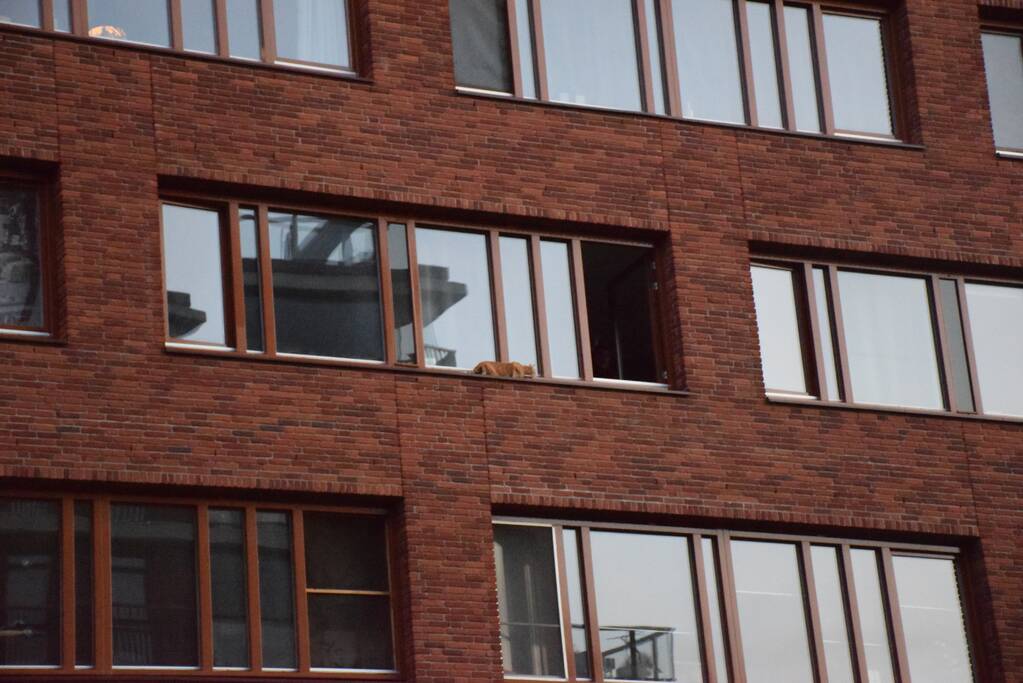 Kat ligt te chillen en loopt naar binnen bij aankomst van de brandweer