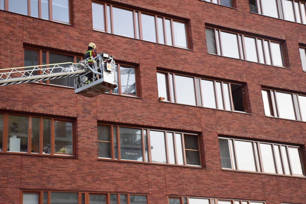 Kat ligt te chillen en loopt naar binnen bij aankomst van de brandweer