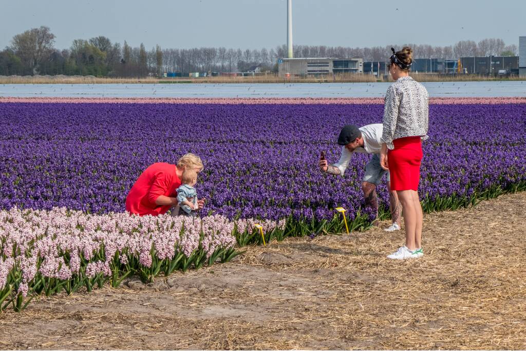 Poseren tussen de bloemen, burgemeester is boos