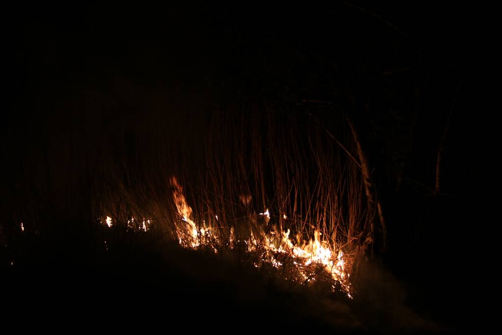 Rietkraag langs het spoor in brand