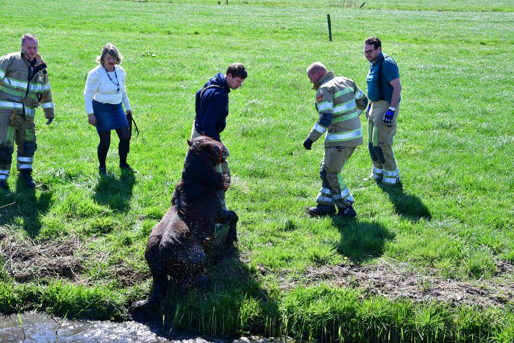 Brandweer redt pony met kar uit sloot