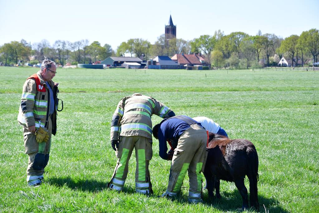 Brandweer redt pony met kar uit sloot