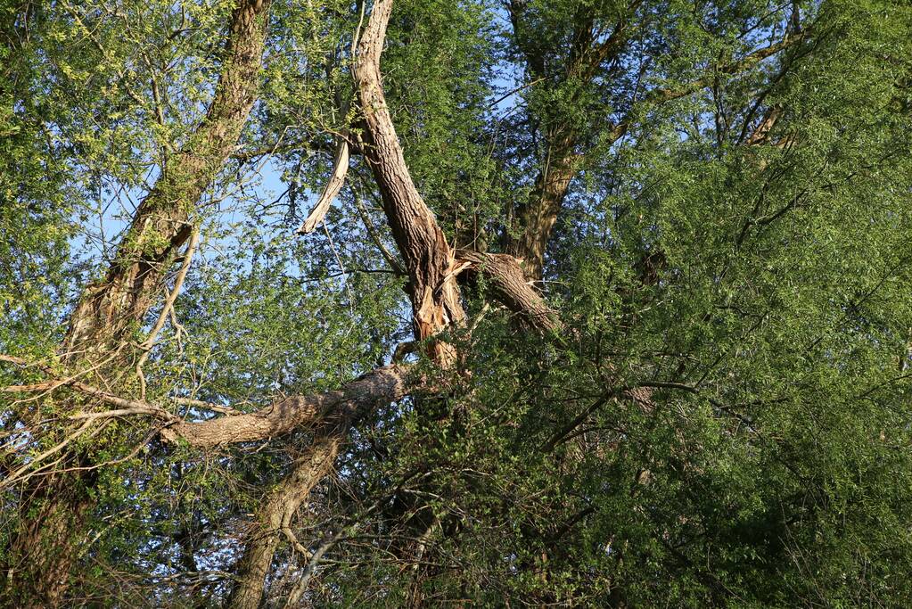 Brandweer trekt takken van boom af
