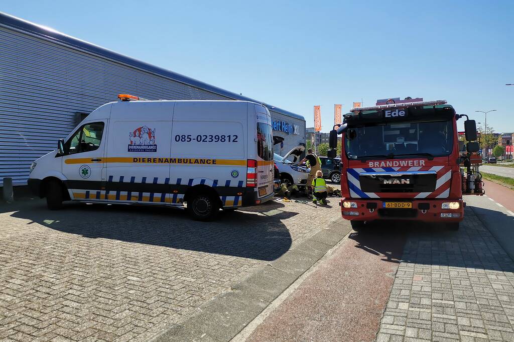 Kat vast in motorcompartiment van auto