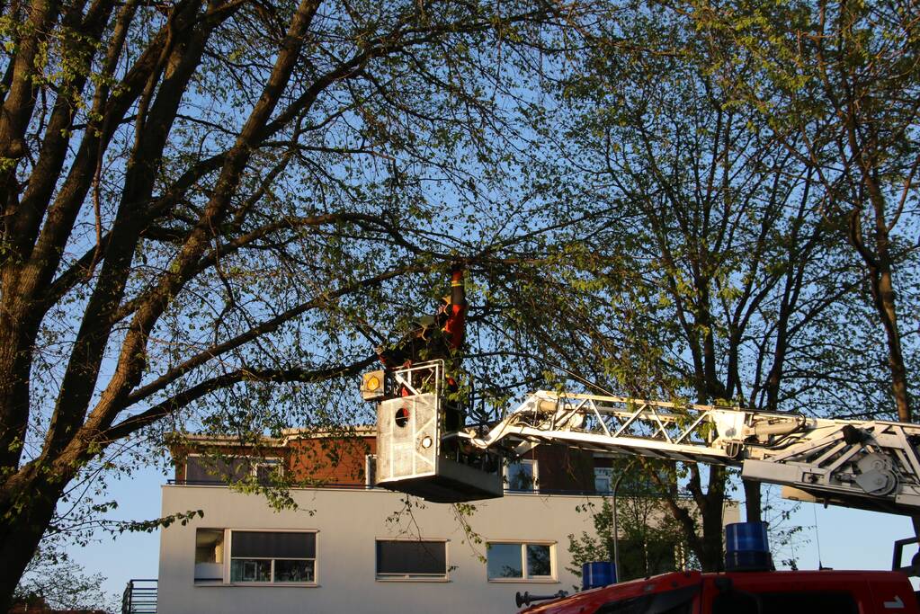 Brandweer verwijderd losse takken uit boom