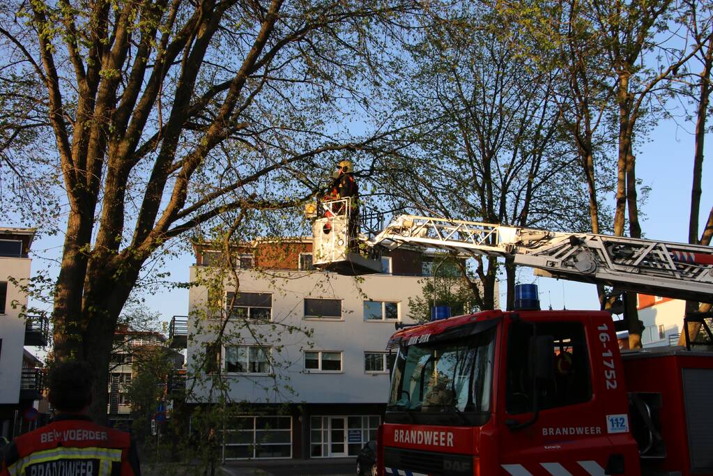 Brandweer verwijderd losse takken uit boom