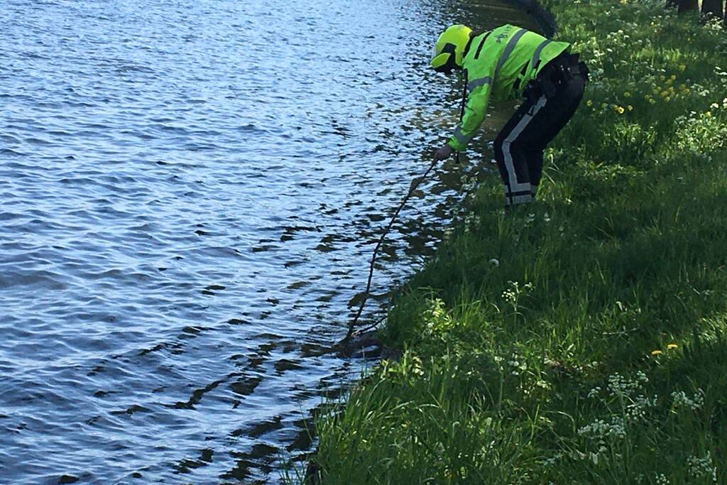 Omstanders treffen dode ree aan in het water