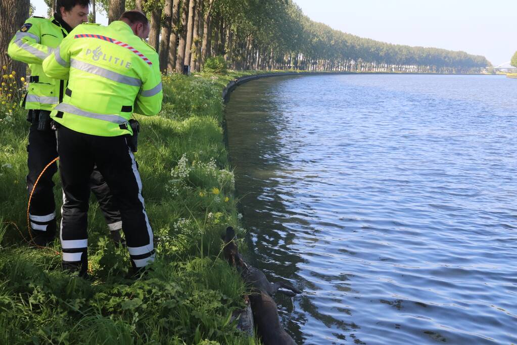 Omstanders treffen dode ree aan in het water