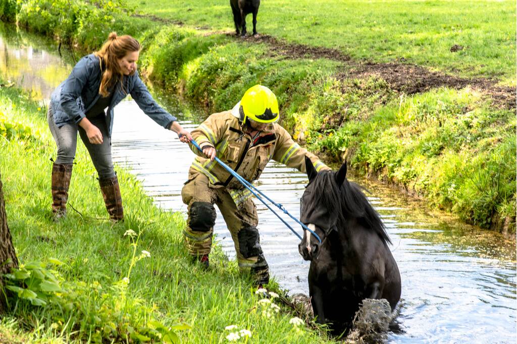 Brandweer haalt paard uit de sloot