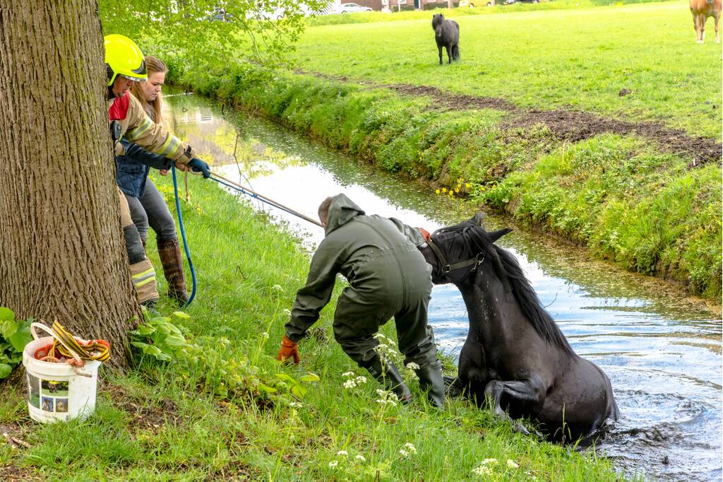 Brandweer haalt paard uit de sloot