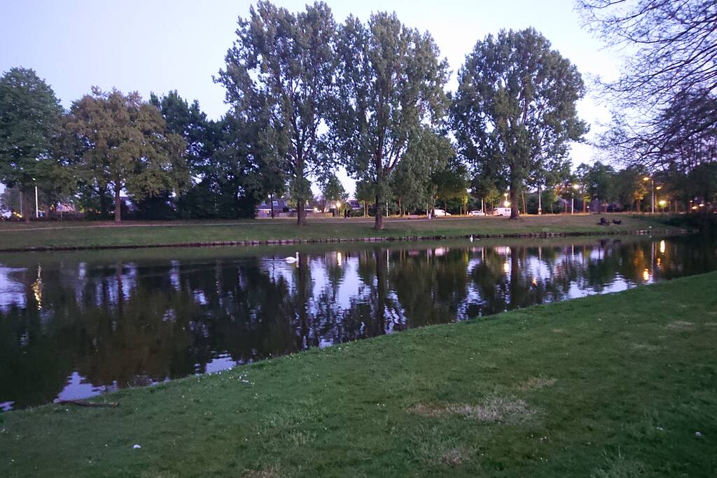 Zwaan met visdraad in de problemen