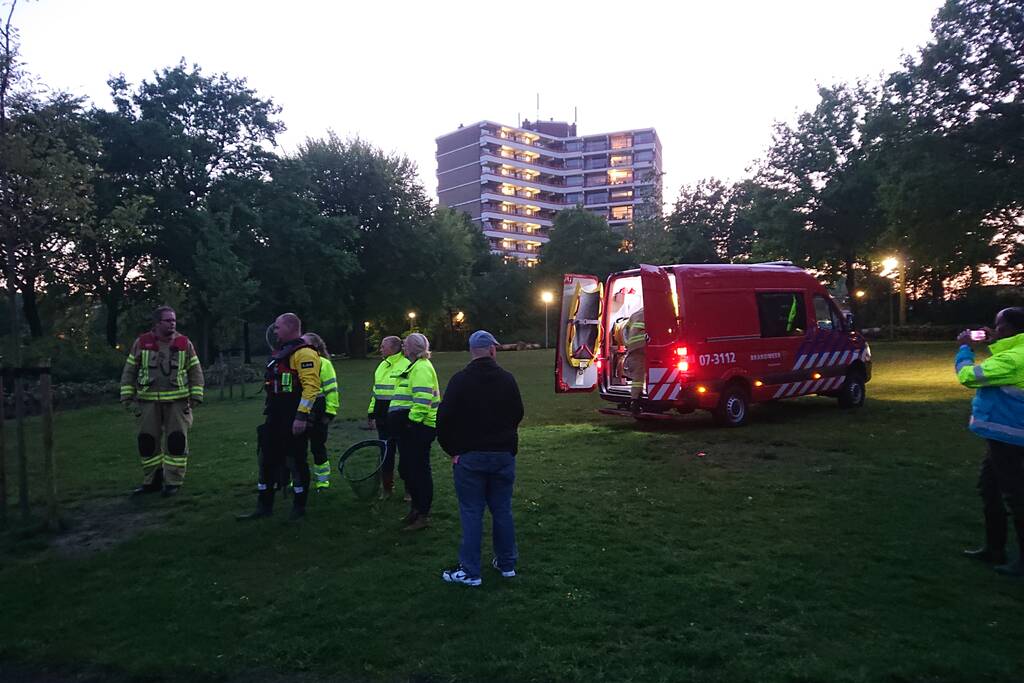 Zwaan met visdraad in de problemen