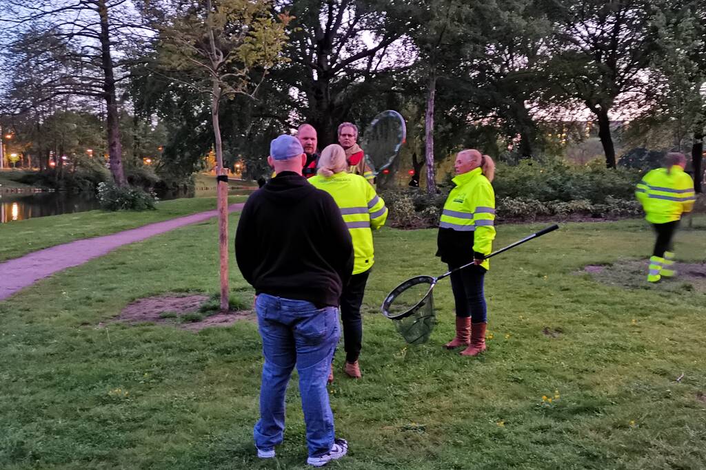 Zwaan met visdraad in de problemen