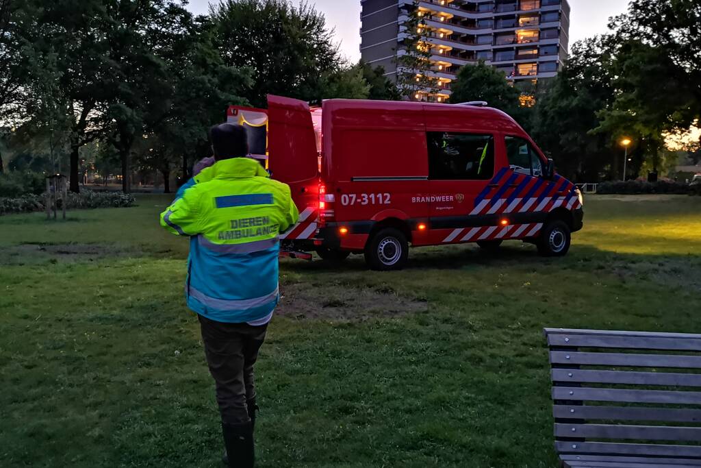 Zwaan met visdraad in de problemen