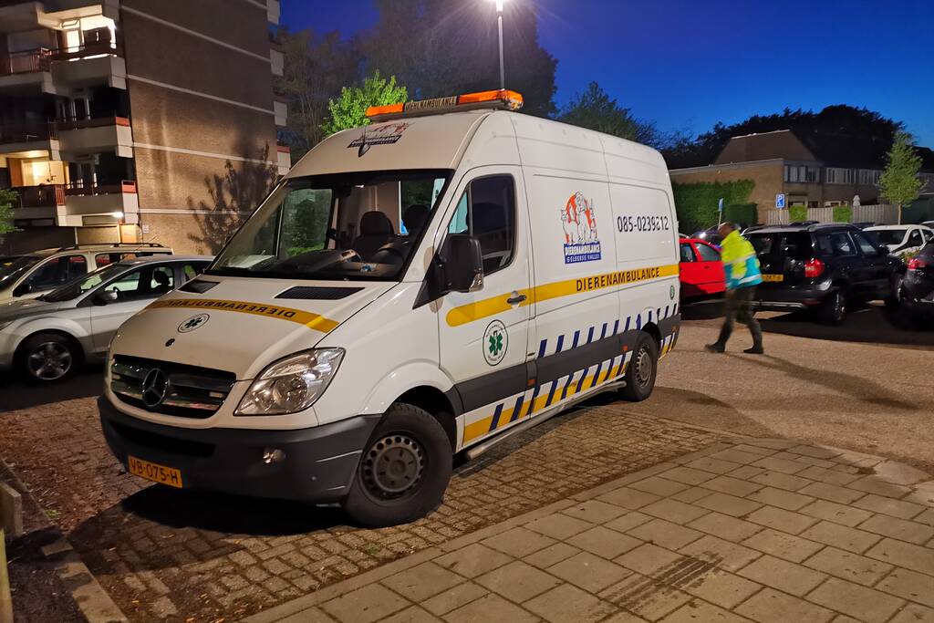 Zwaan met visdraad in de problemen